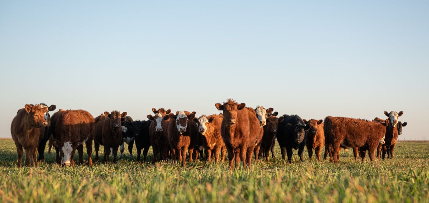 Cattle in field