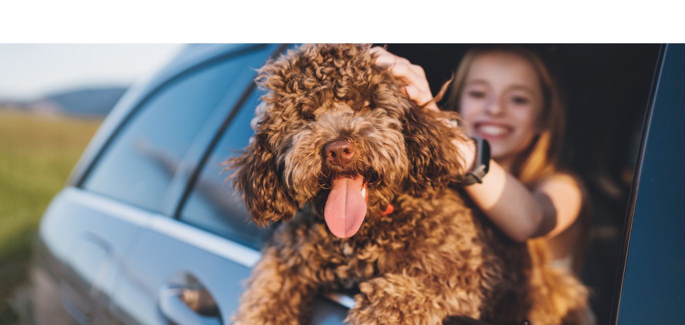dog hanging out car window