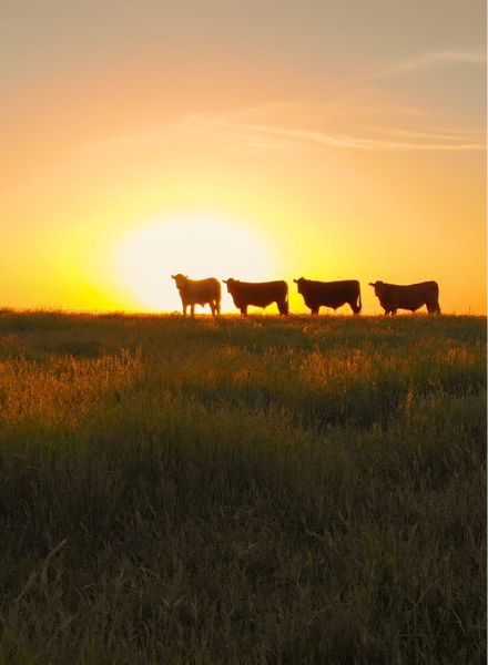 Ag loans - multiple cows