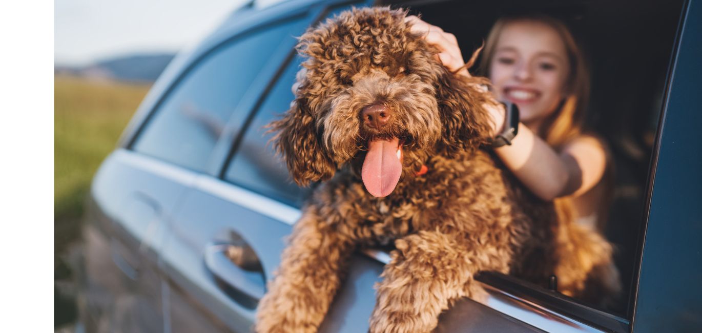 dog hanging out car window